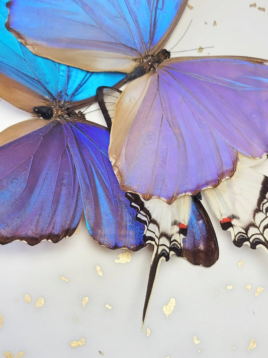 Handmade Real Butterfly Wing Pendant | Blue Morpho & Swallowtail Necklace