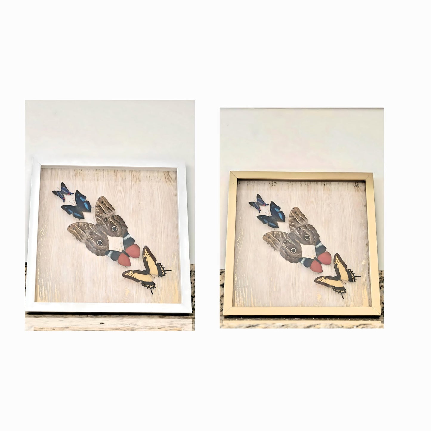 One-of-a-Kind Framed Butterfly Display