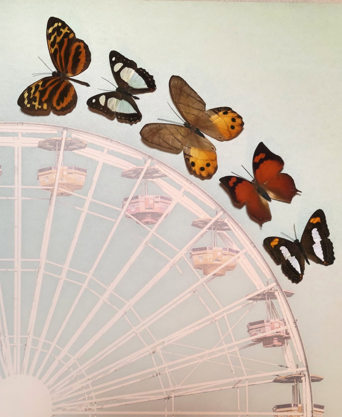 Handcrafted 12"x12" Shadowbox | Real Peruvian Butterflies in Grey Frame | Entomology Art