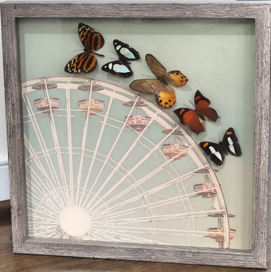 Handcrafted 12"x12" Shadowbox | Real Peruvian Butterflies in Grey Frame | Entomology Art