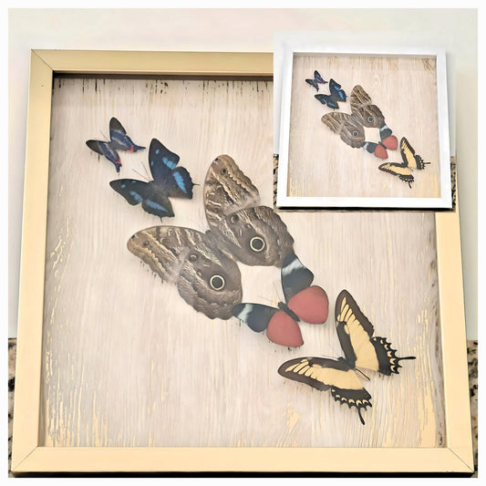 One-of-a-Kind Framed Butterfly Display
